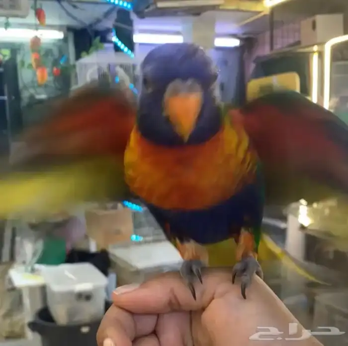 للبيع ببغاء لوري 3