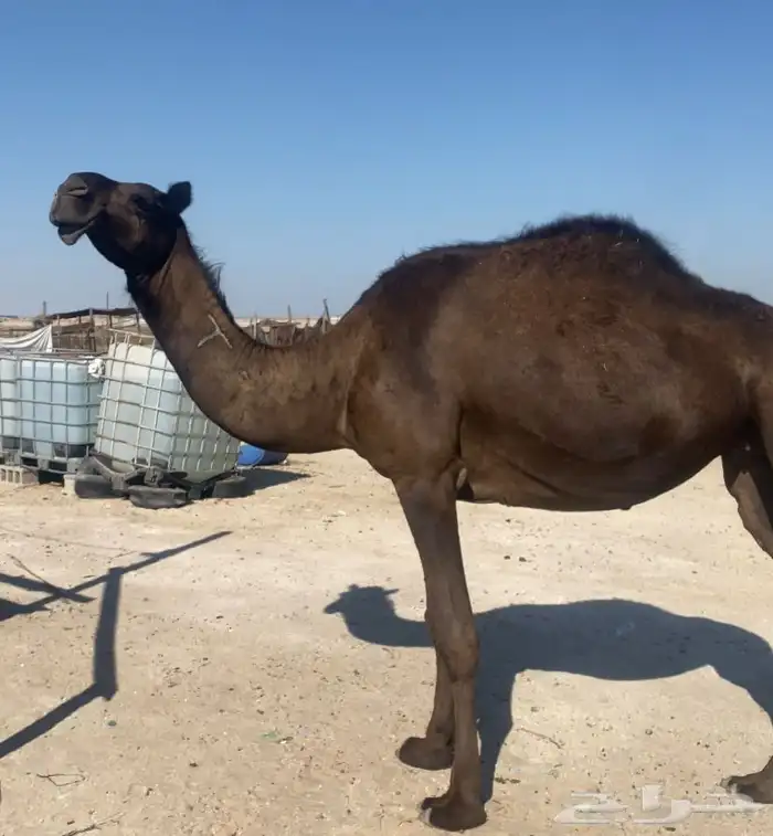 بكرتين ثنايا وحده متلي على ولاد ووحده ضروبه 1