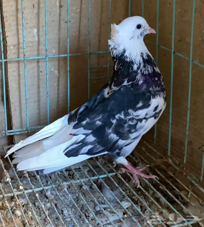 حمام قطايف 4