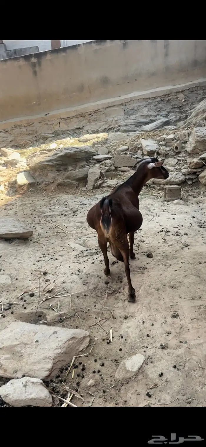 غنم دهم منوة المقني تم البيع 0