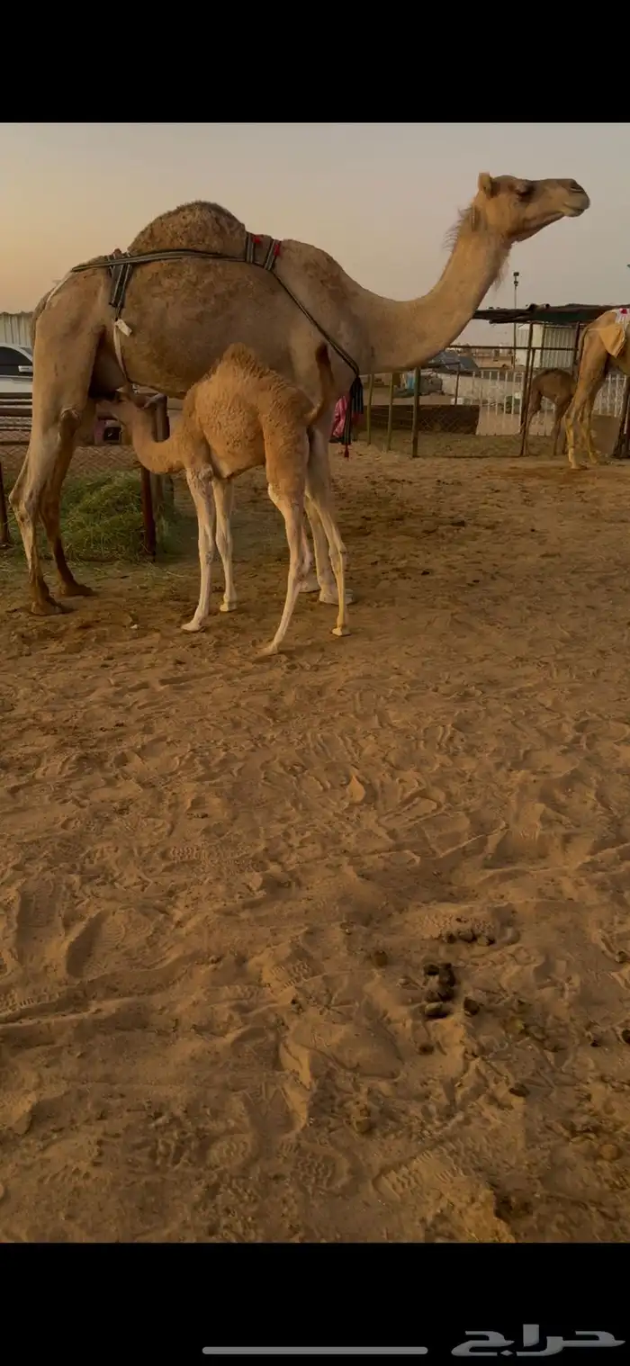 خلفه حمرا هديه وطيبه 1