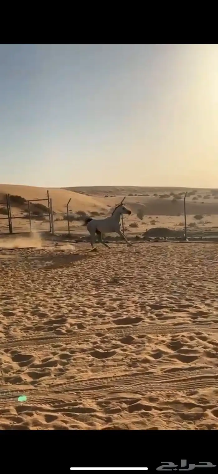 حصان شعبي كفو معسوف 3