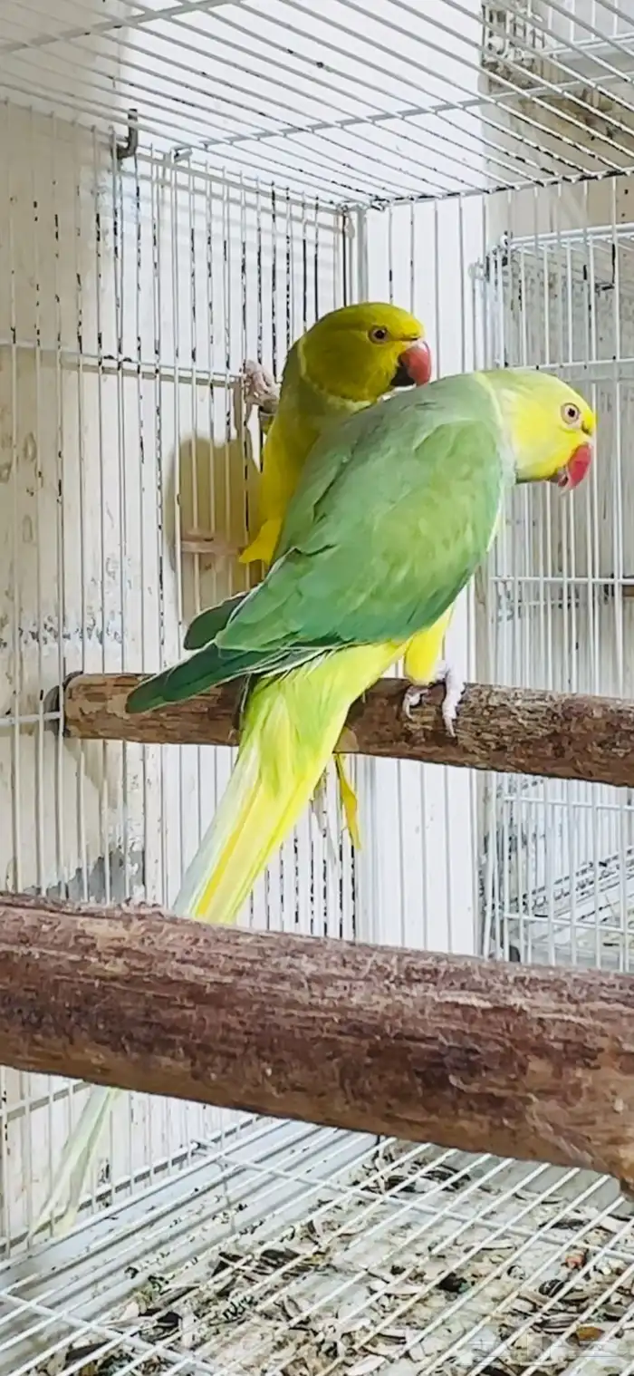 زوج ازواج دره كلير تيل 1