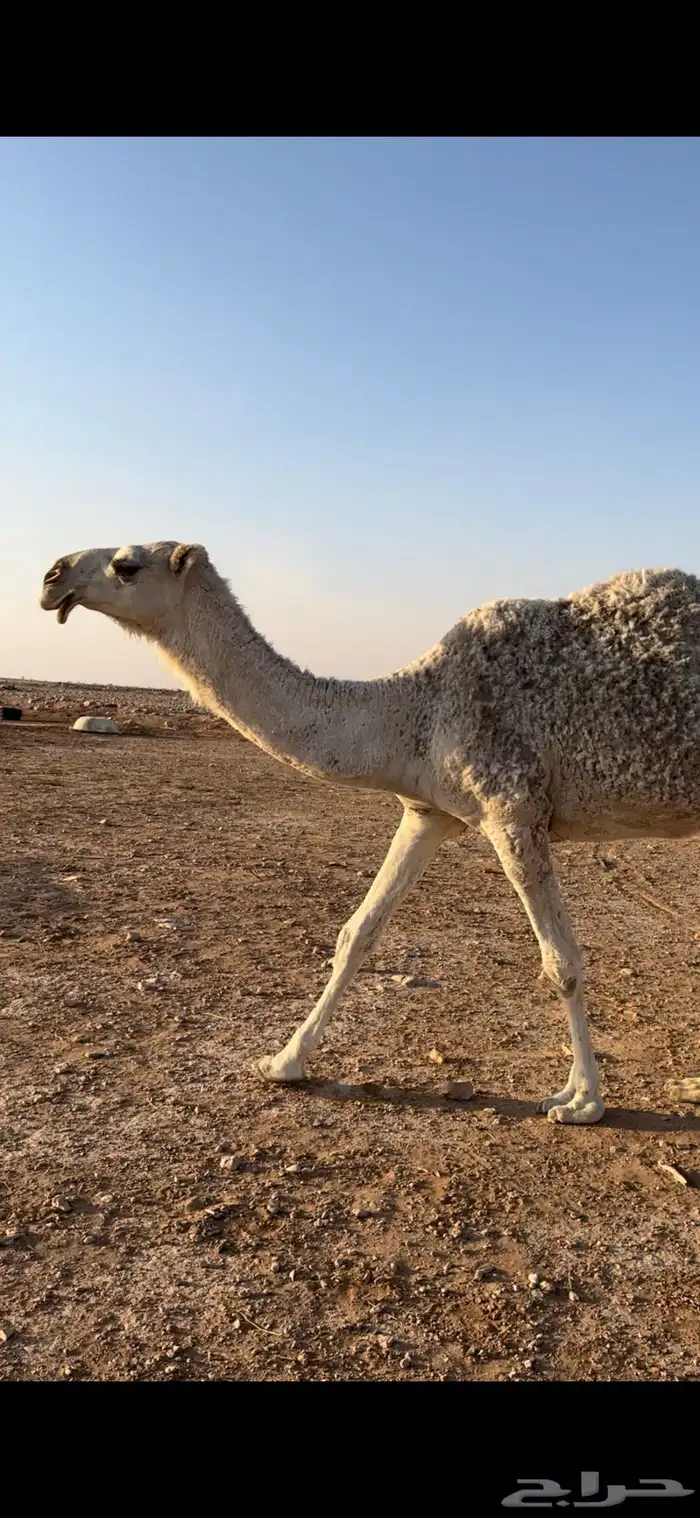 ناقة السن رباع 0