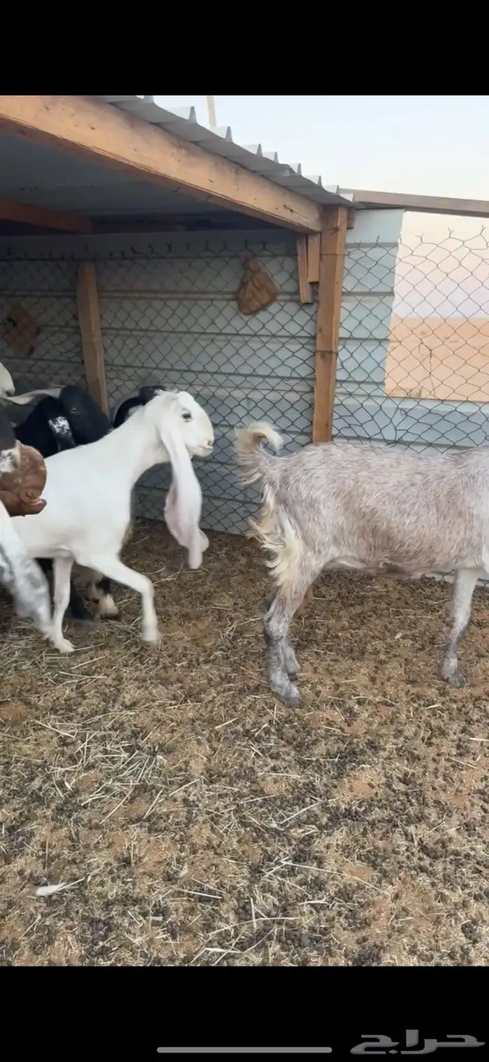 معزاء دفيع شرط وفيها حصيب العدد9 1