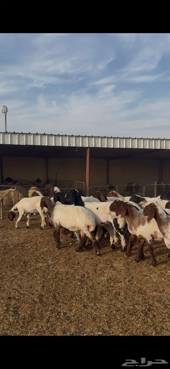 غنم نعيم مراح جذعات 5