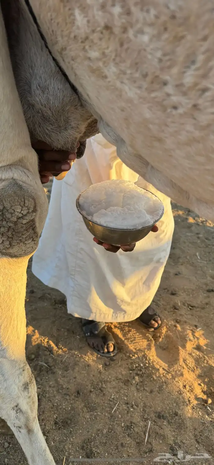 خلفه منيحه معها بكره 3