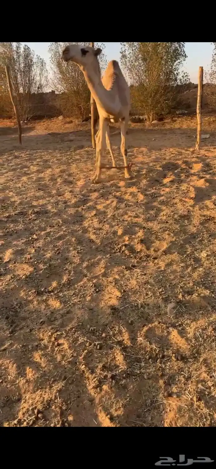 قعود باتلي اشقح جده بعير ابو عجاريد 2