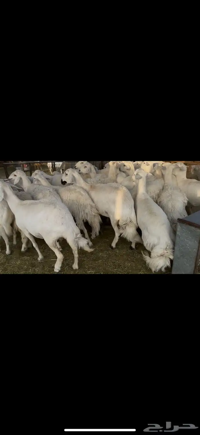 ضان اباكير كفووو عددها 30 راس. 4