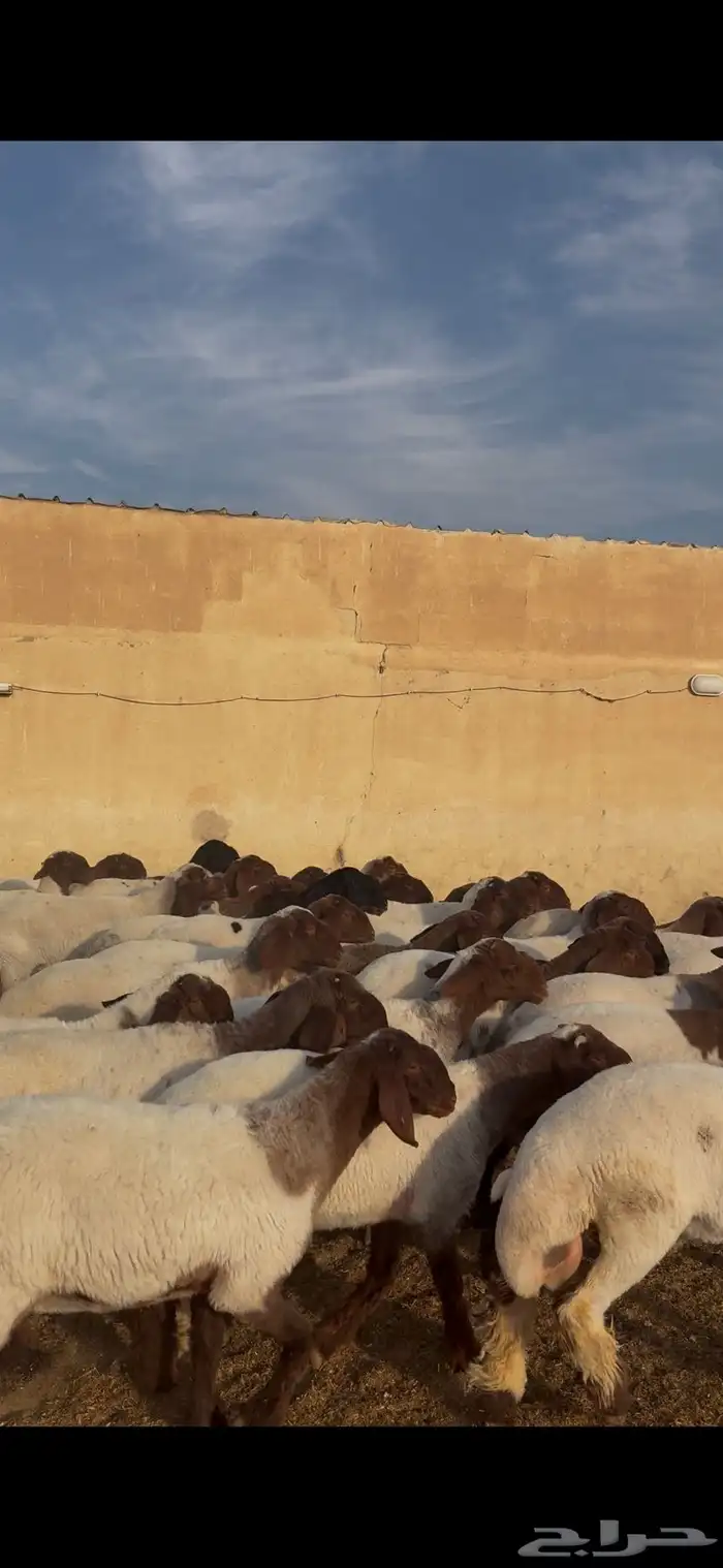 غنم نعيم مراح جذعات 2