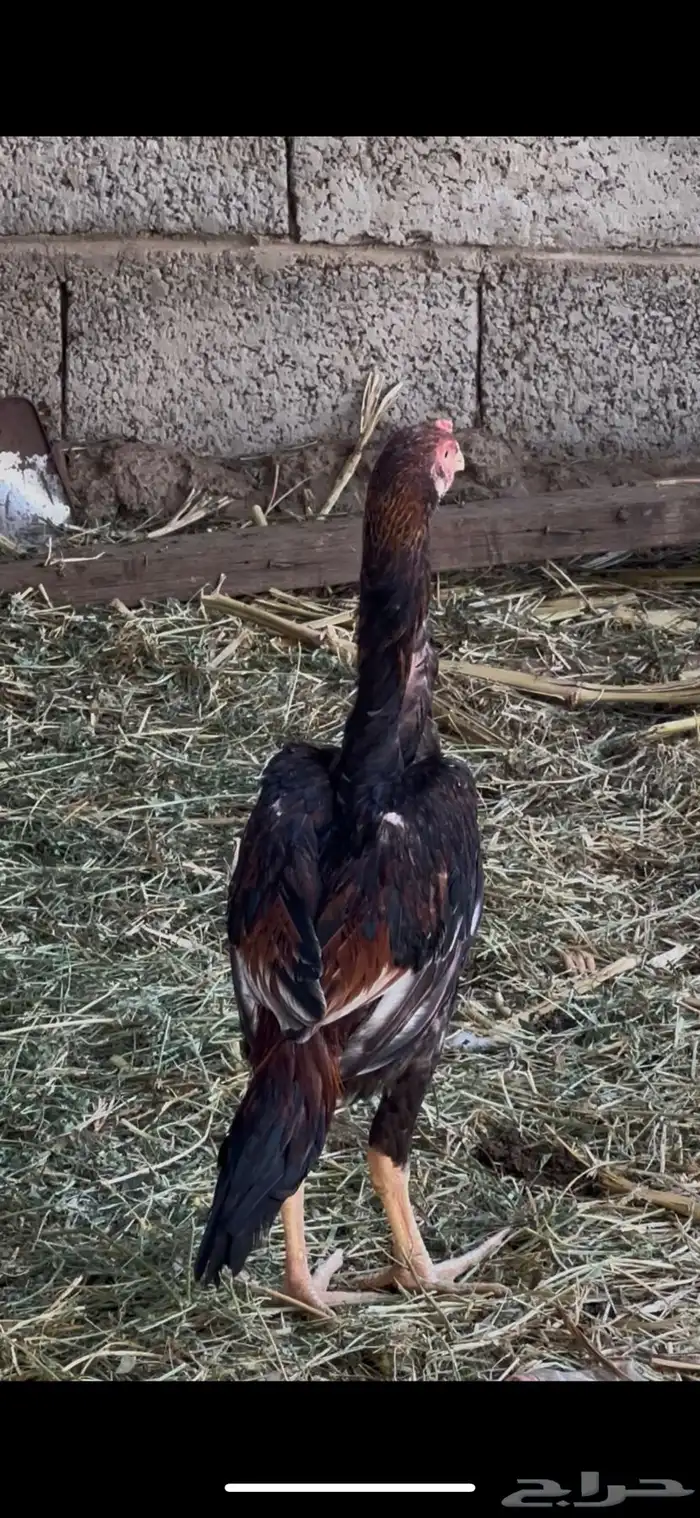 قلاب كورة ودجاج للبيع 13