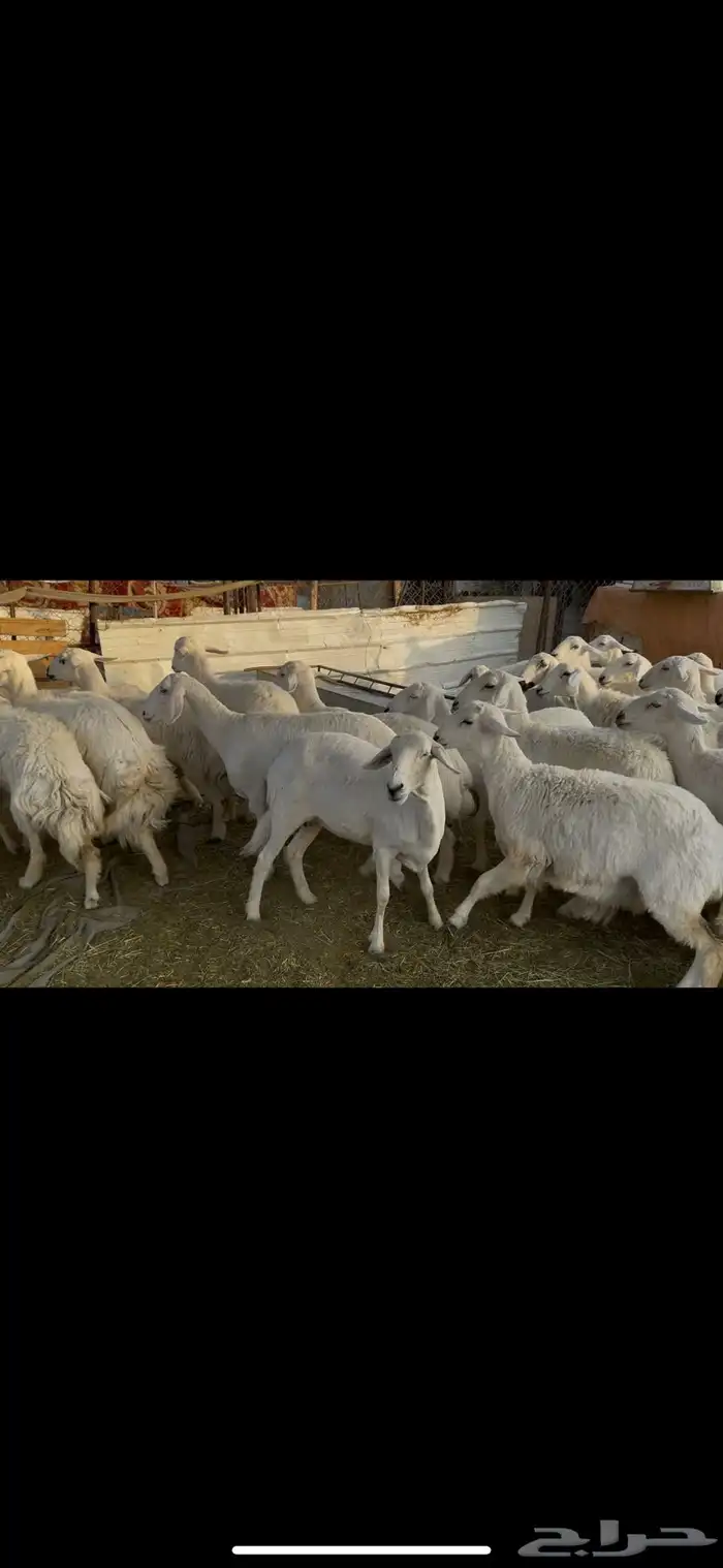 ضان اباكير كفووو عددها 30 راس. 3