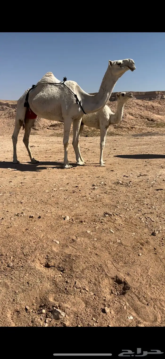 عشاير العدد 2 0