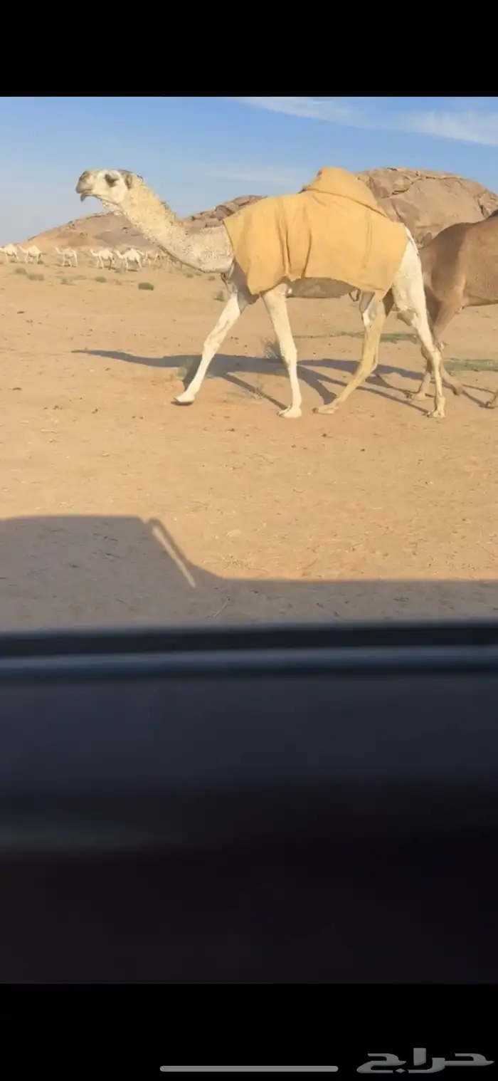 ماشاءالله للبيع البكره الكفو 0