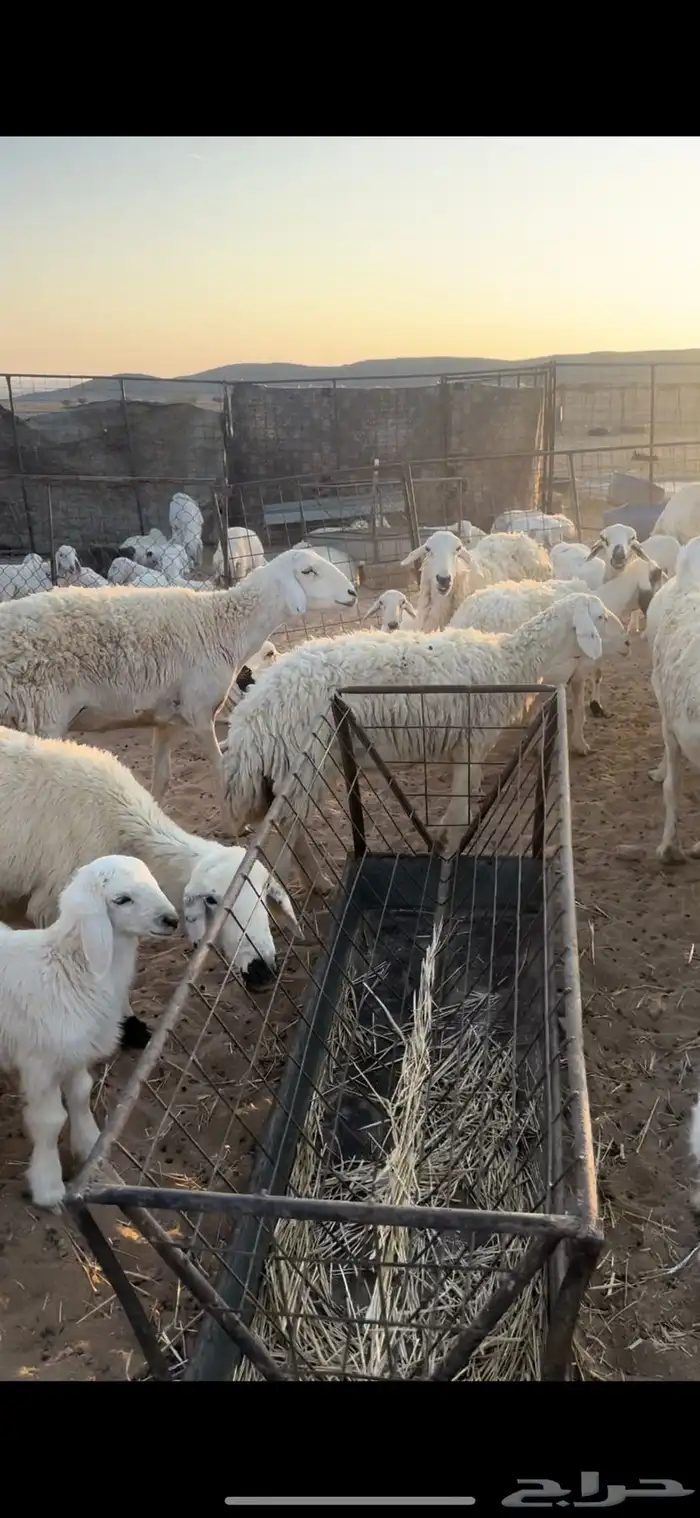 غنم مقاني السوم 900 1