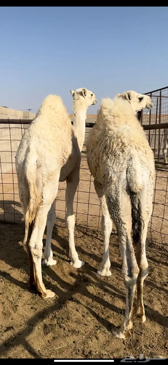 حشو قصب للبيع 0