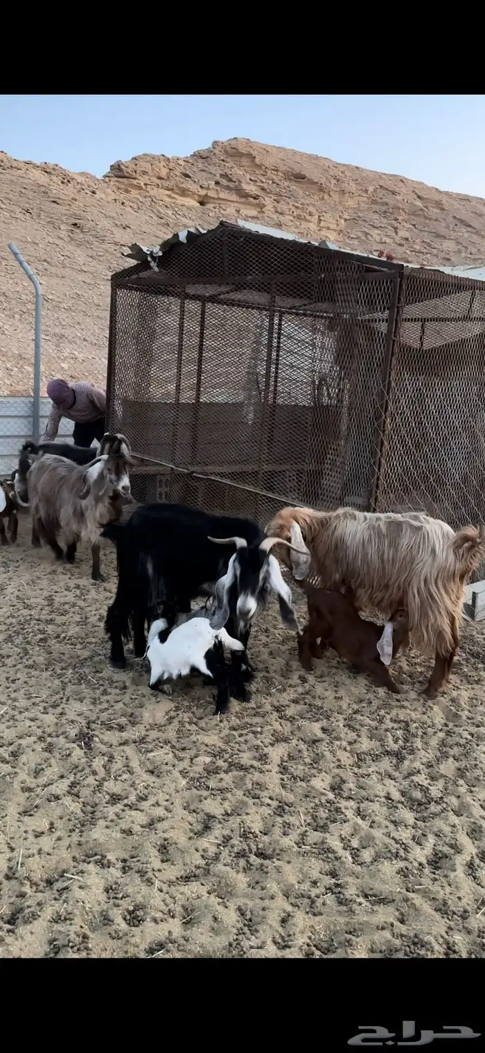 معزا مواليد 0