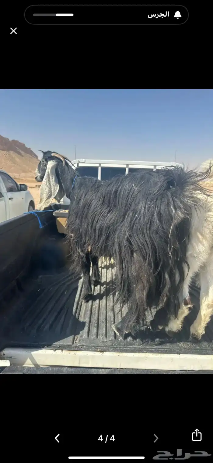 جفار هولندية وعنز 0