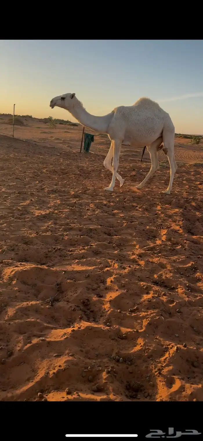 للبيع بكار وضح طيبات 4