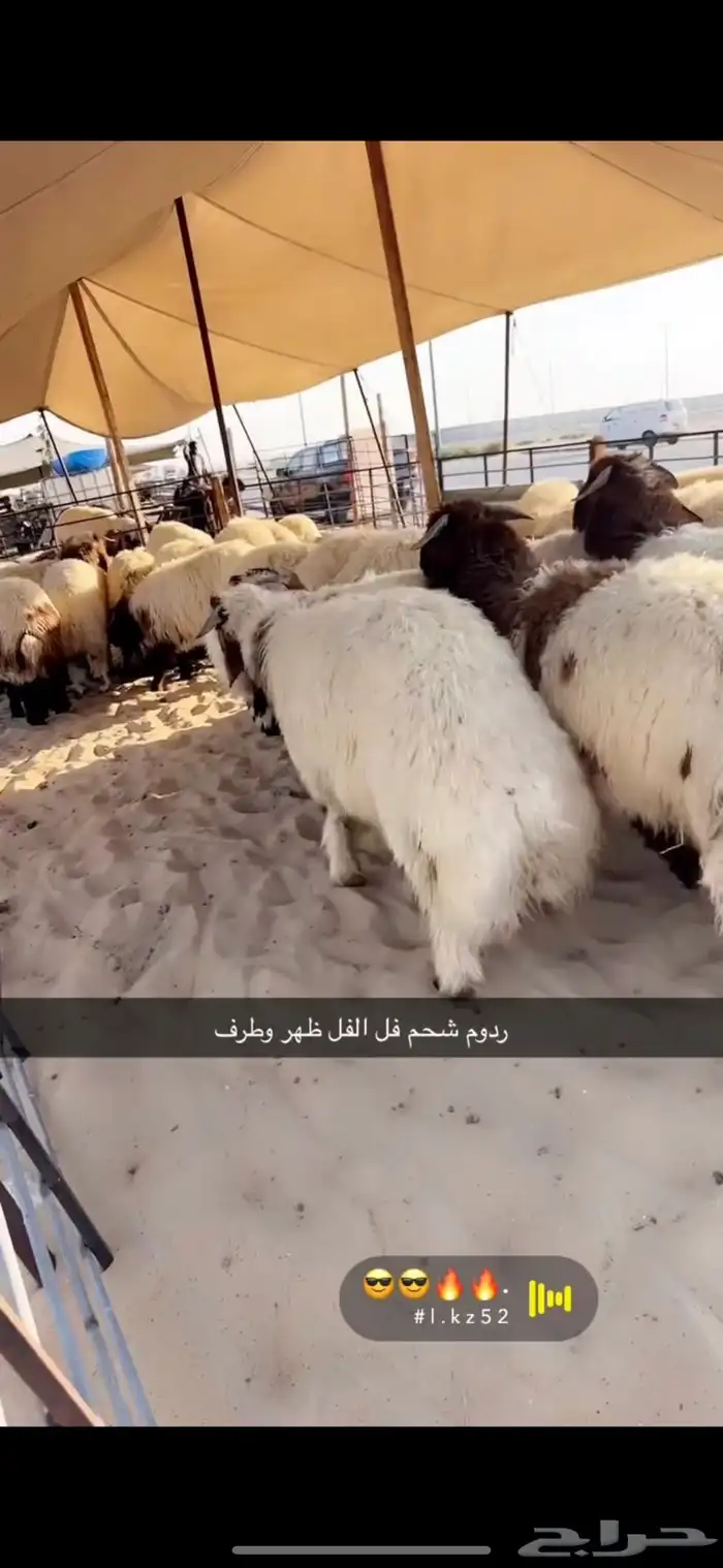 خرفان نعيم بلدي جذعان وهرافاء 0