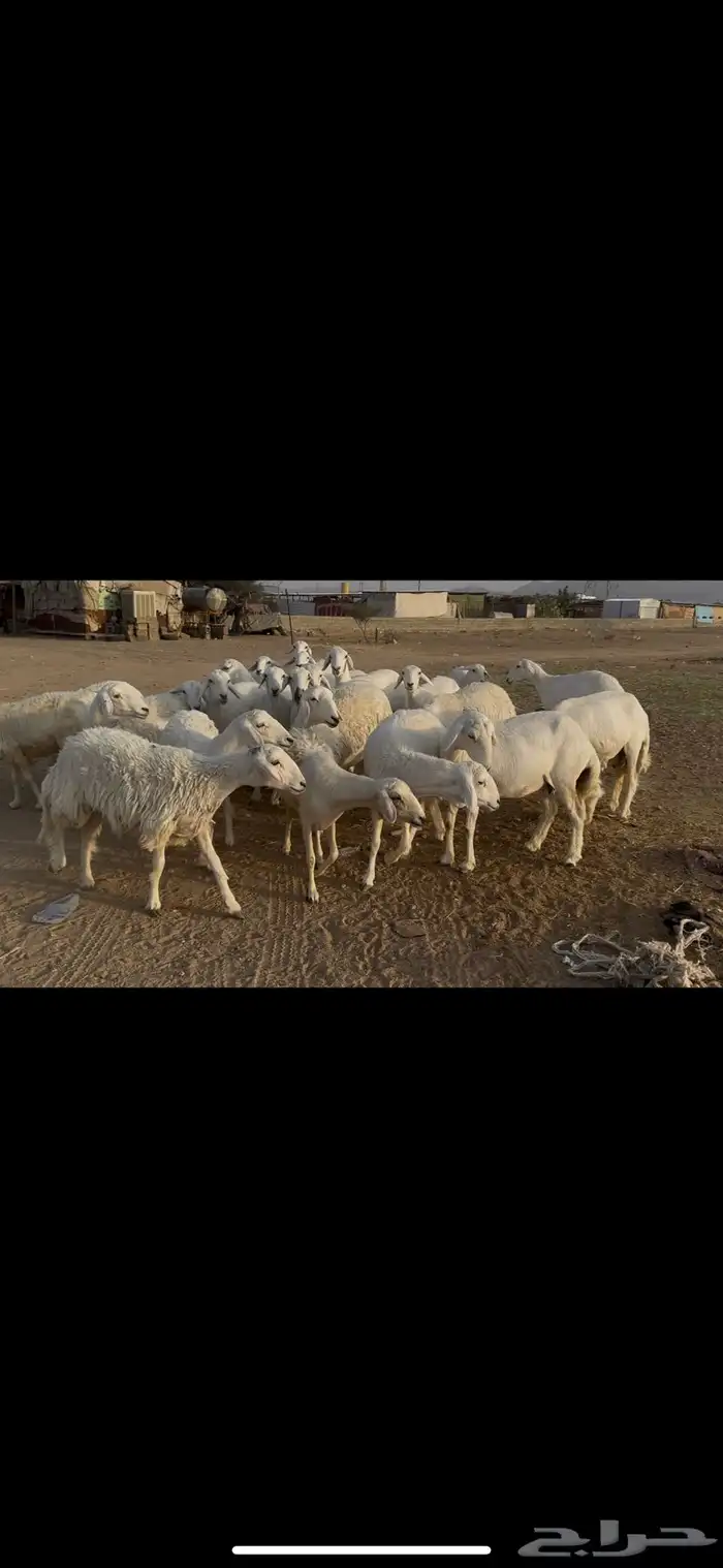 ضان اباكير كفووو عددها 30 راس. 0