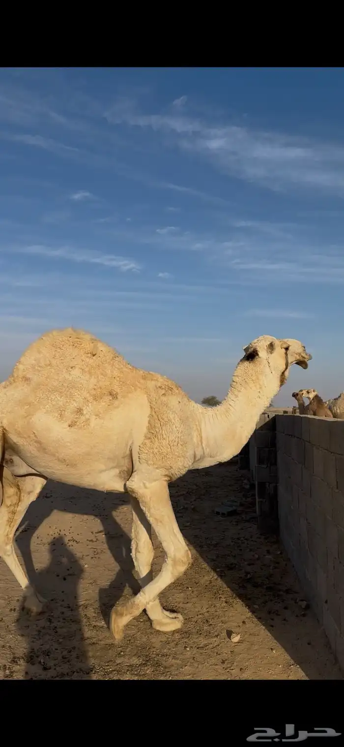 بعير علياني رباع 2