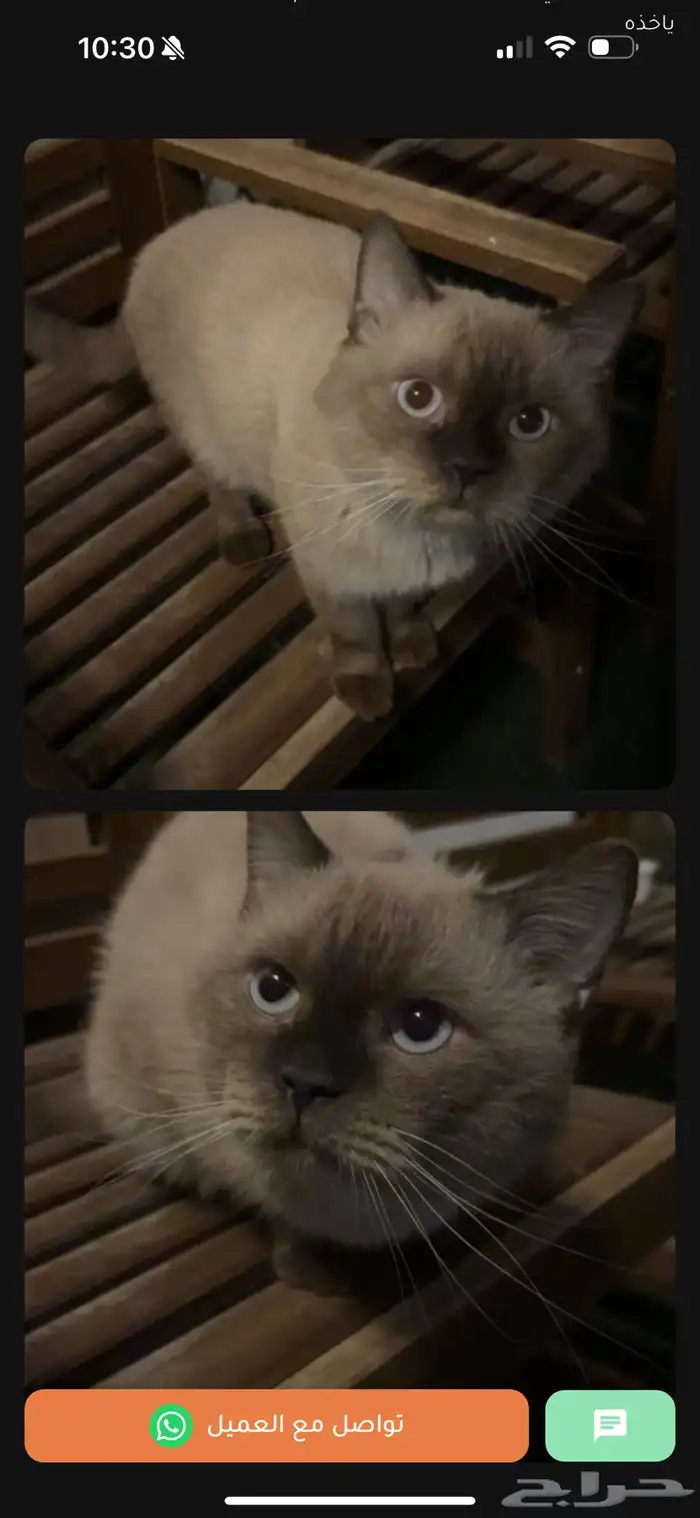 قط للتبني 0