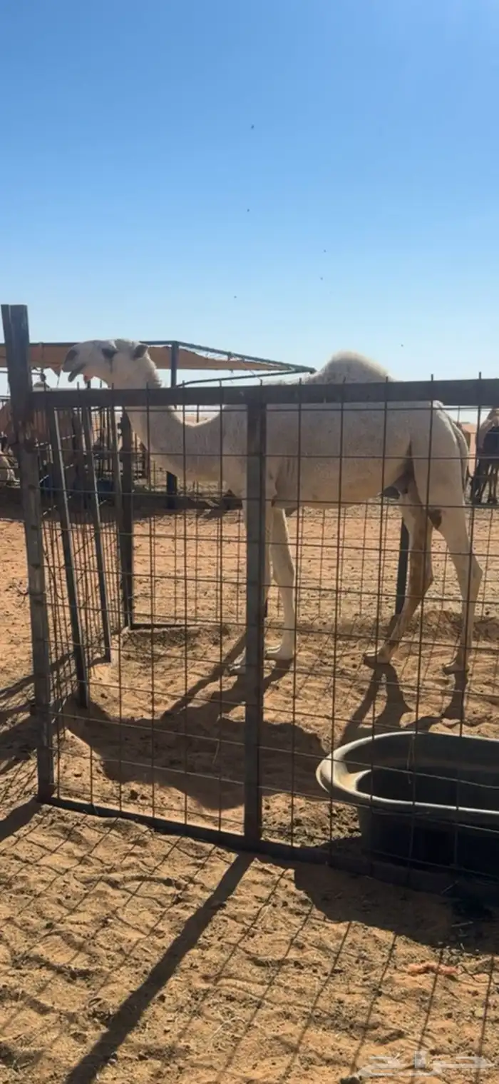 قعود اوضح رماني 1