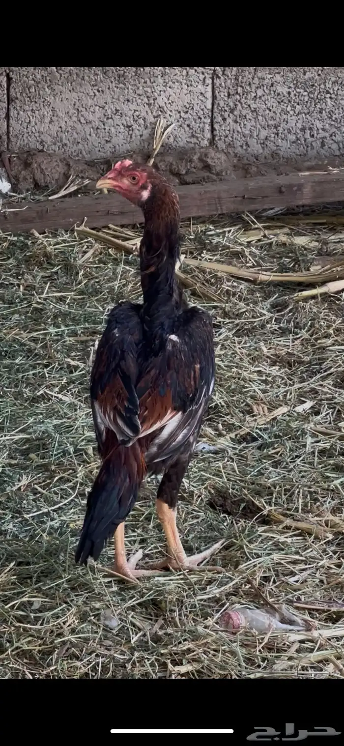 قلاب كورة ودجاج للبيع 12