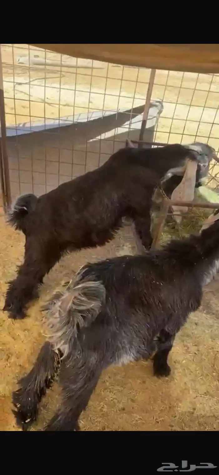 تيوس للبيع 0