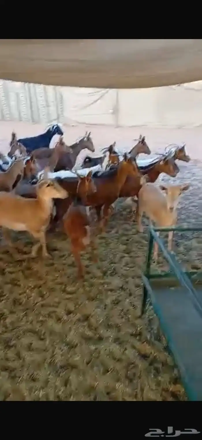 معزا معزى جنوبيه كايفه دفيع 2