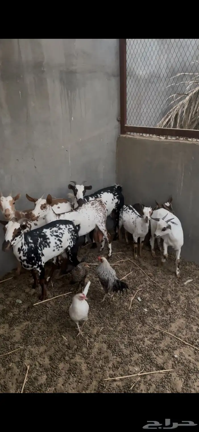 غنم اعماني 1