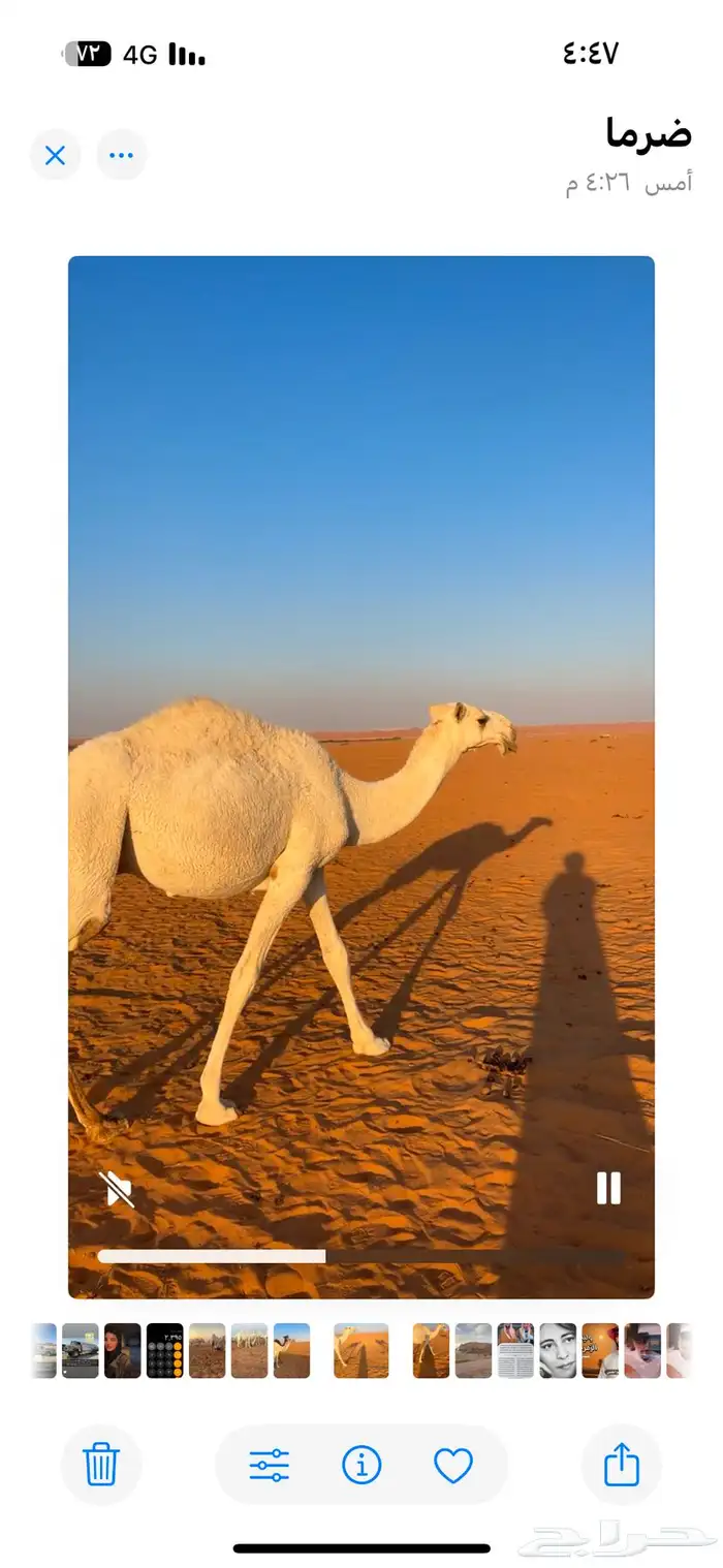 للبيع قعود رماني 1