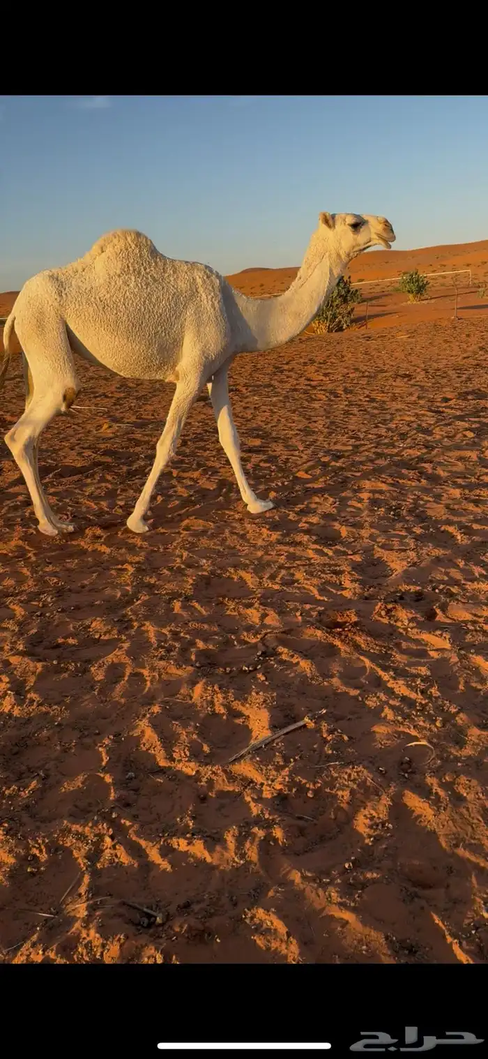 للبيع بكار وضح طيبات 2