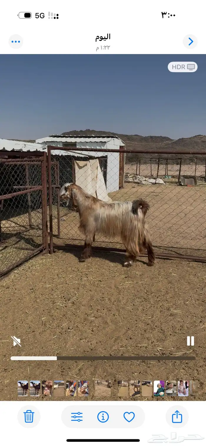 تيس مصر فحل 1