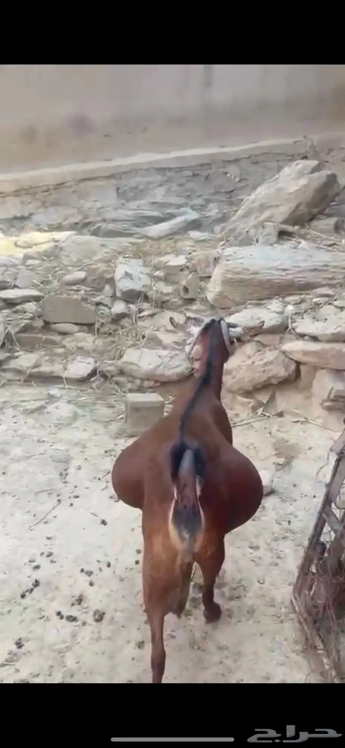 غنم دهم منوة المقني تم البيع 7