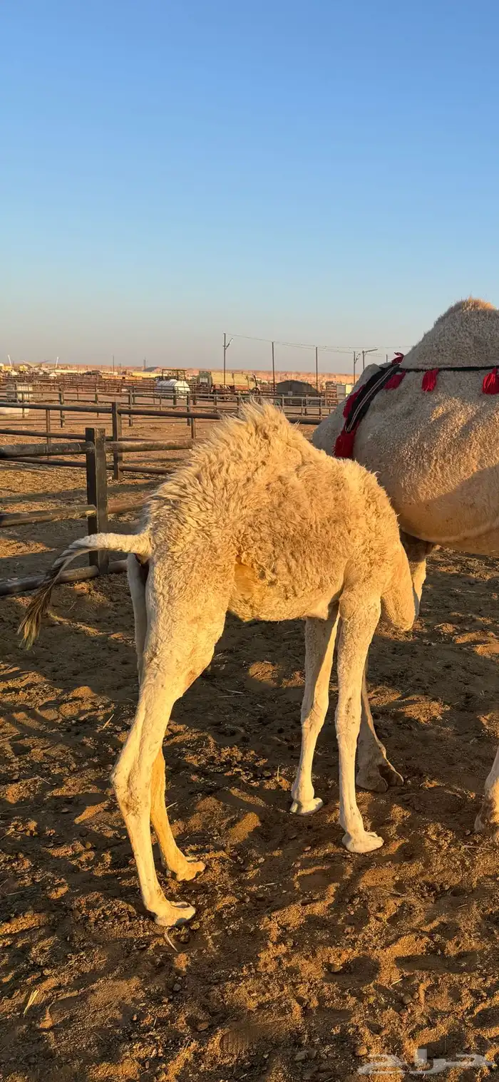 خلفه منيحه معها بكره 1