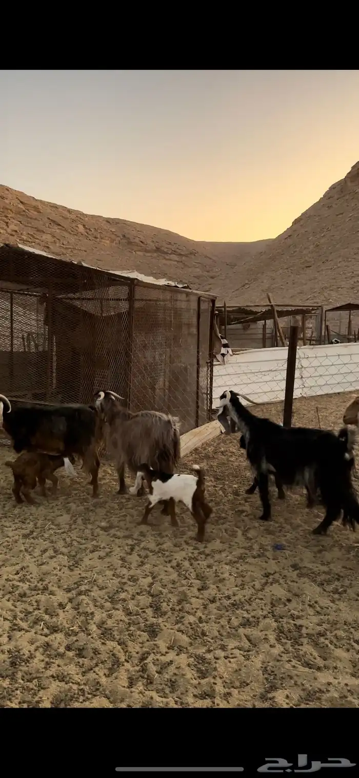 معزا مواليد 1