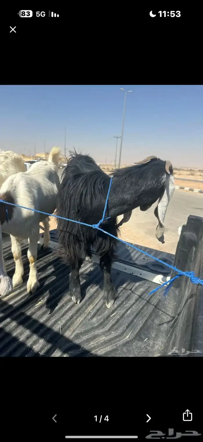 جفار هولندية وعنز 3