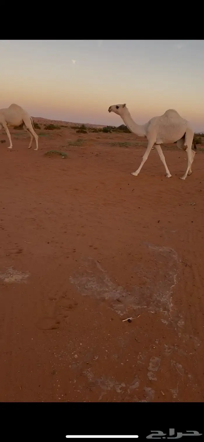 للبيع بكار وضح طيبات 1