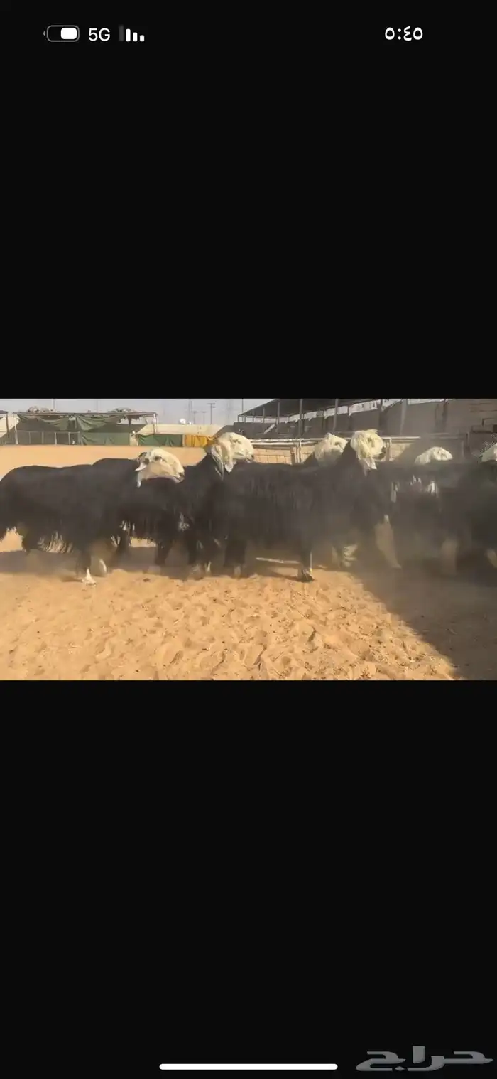 عرض نجد مواليد 0