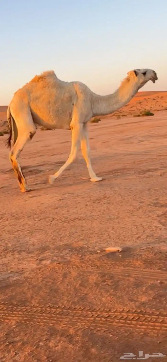 قعود كفو للبيع 1