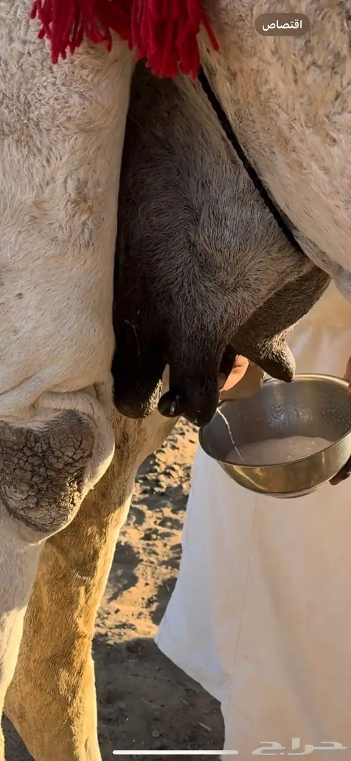 خلفه منيحه معها بكره 2