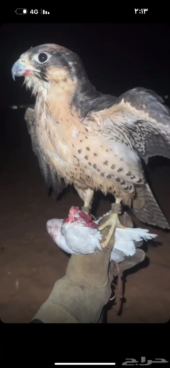 للبيع طير 2