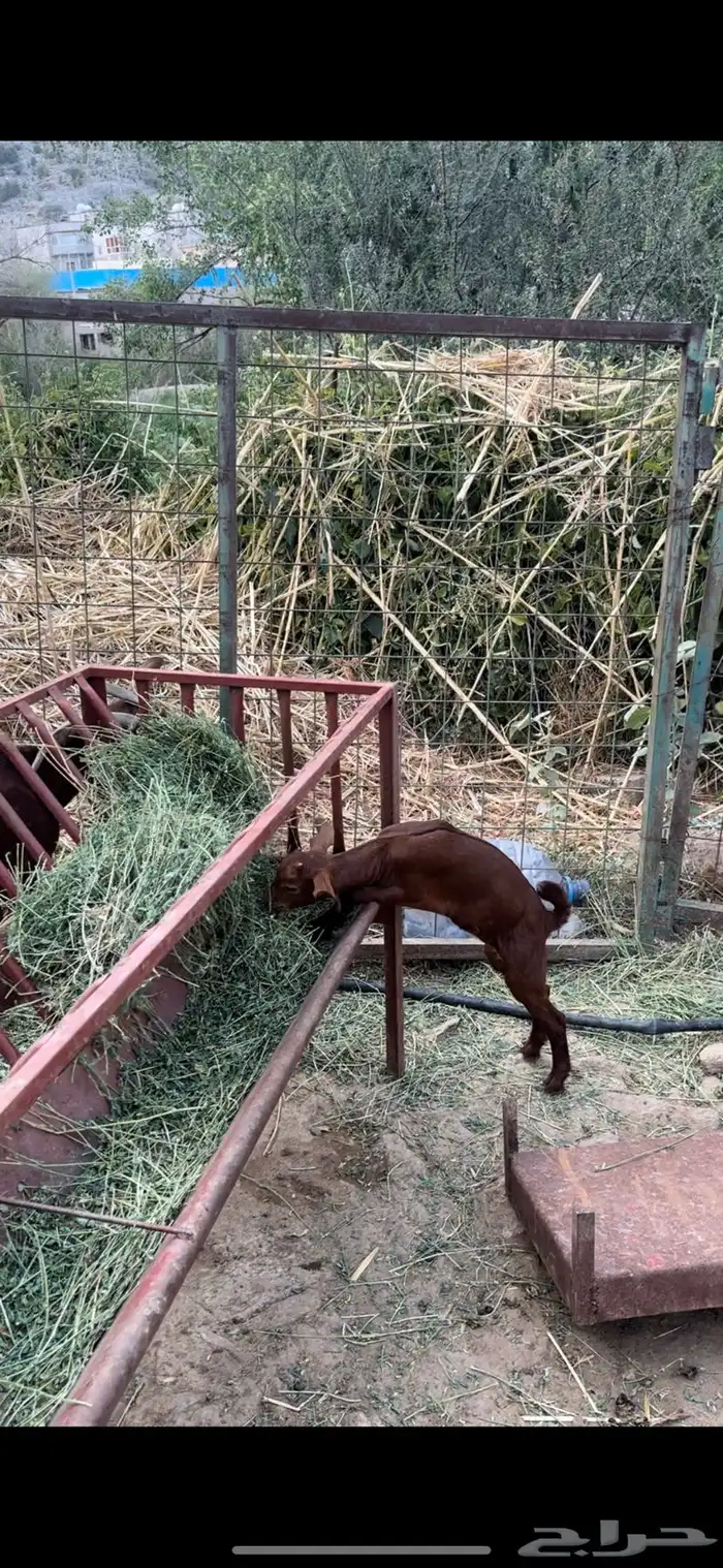 غنم دهم منوة المقني تم البيع 5