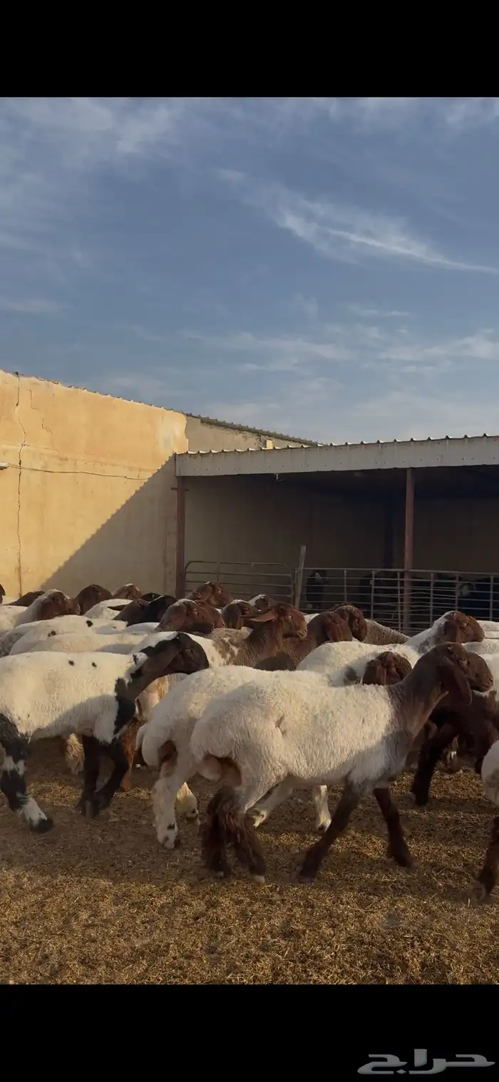 غنم نعيم مراح جذعات 1