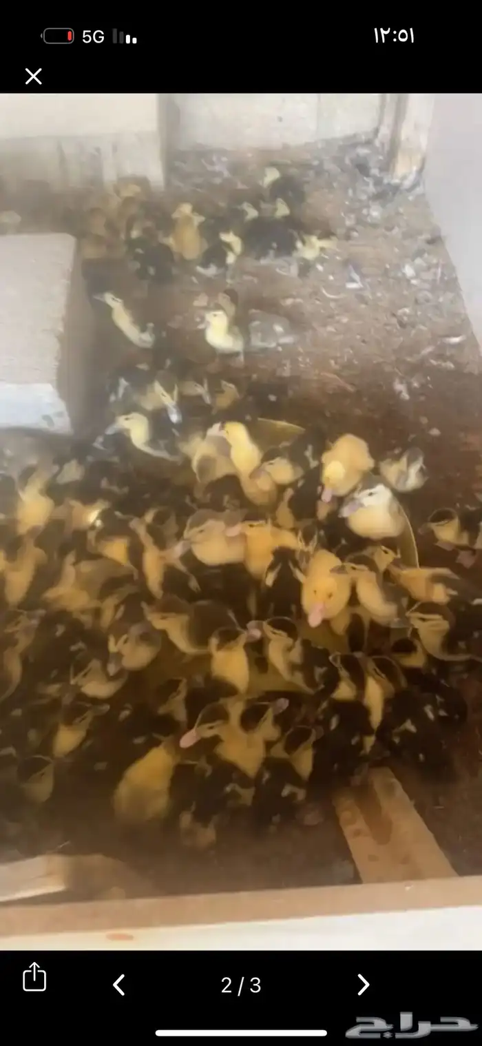 للبيع بح صوص 40 جوز تقريبا  العمر من 10 الى 12 يوم على السوم 0