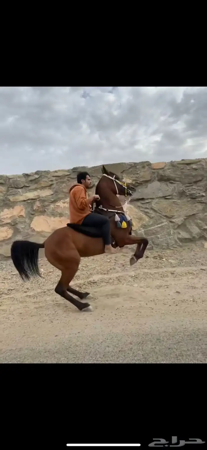 حصان شعبي طرب 1