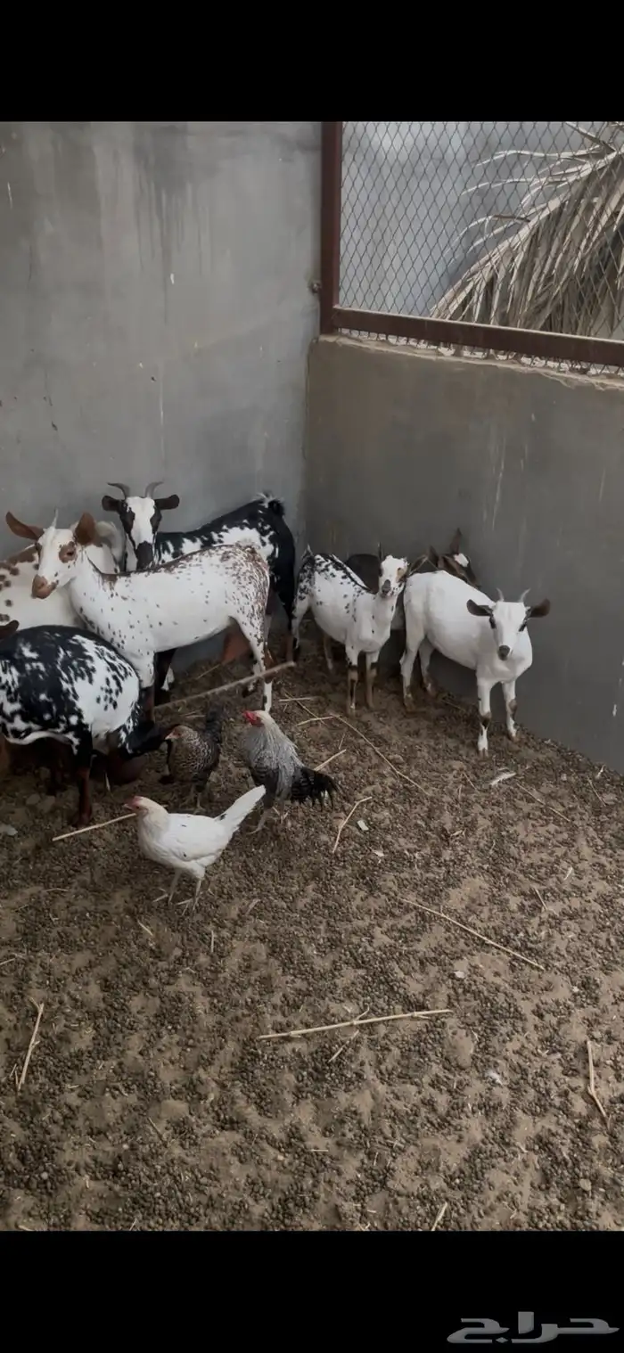 غنم اعماني 2