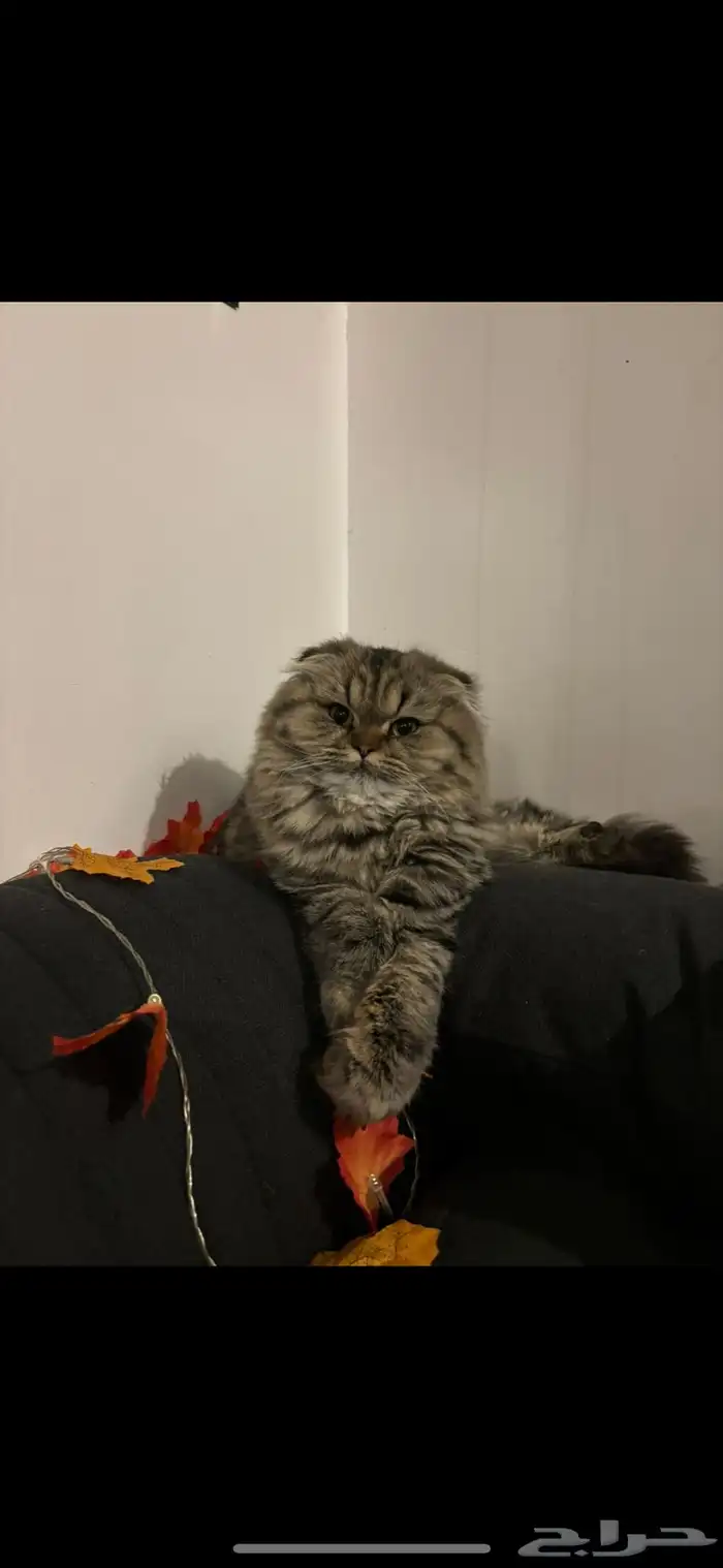 Scottish fold female cat (not neutered) 0